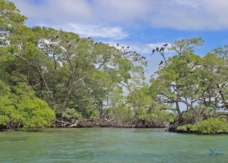 Wildlife & Eco-Tourism in Venezuela: What You Can See Today