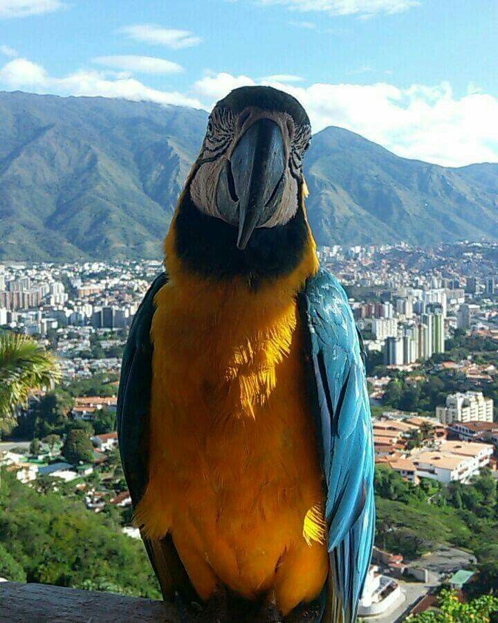 Birdwatching in Venezuela: Top Locations for Nature Lovers