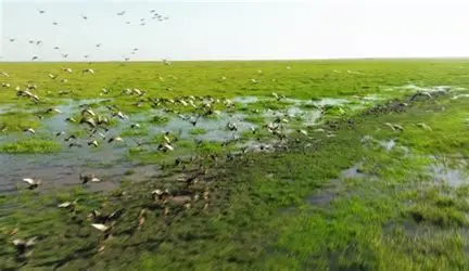 Birdwatching in Venezuela