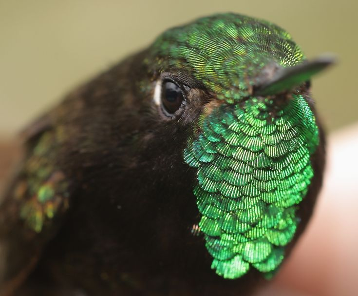 Birdwatching in Venezuela