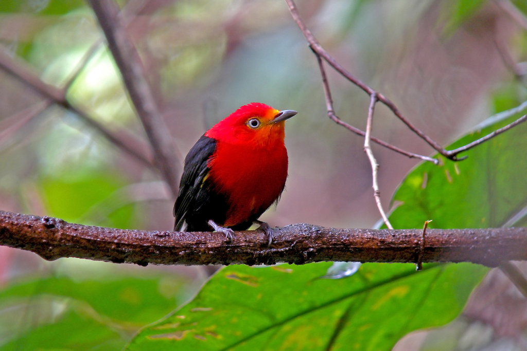 Birdwatching in Venezuela